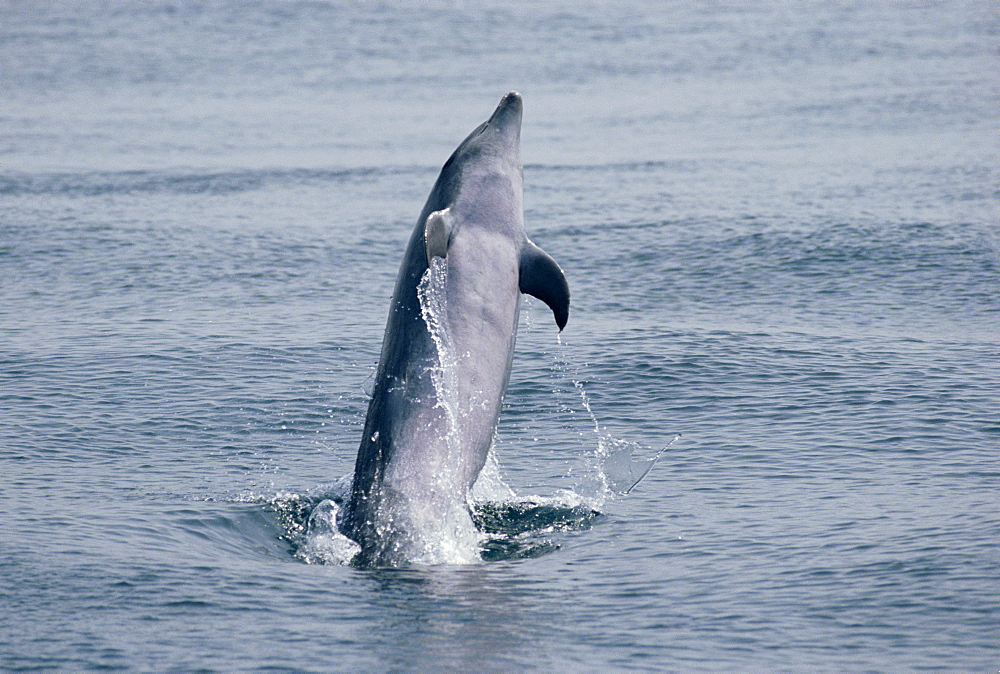 Bottlenose dolphin (Tursiops truncatus) jumping above surface, Gibraltar