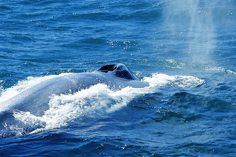 Blue whale (Balaenoptera musculus) with vapour from recent blow. Large splash guard visible around open blow holes Monterey, USA