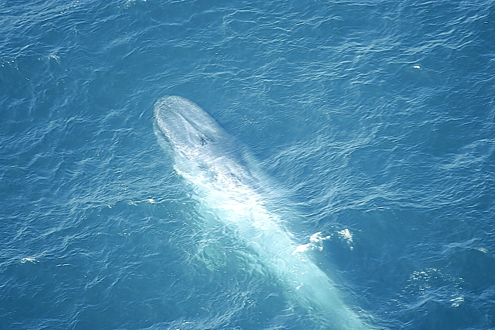 Blue whale (Balaenoptera muscularis) surfacing to breath. Aerial photograph. Husavik, Iceland   (RR)