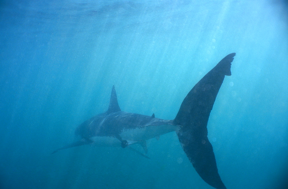 Great White Shark (Carcharodon carcharias). Walker Bay, South Africa.