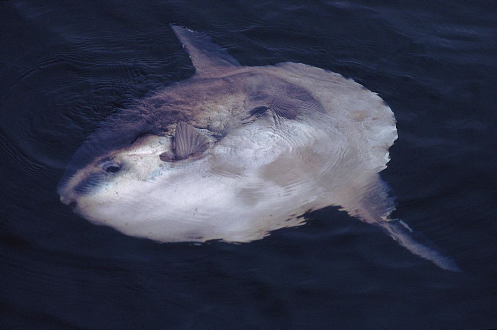 Ocean Sunfish (Mola mola) at sea surface off Gibraltar, Mediterranean