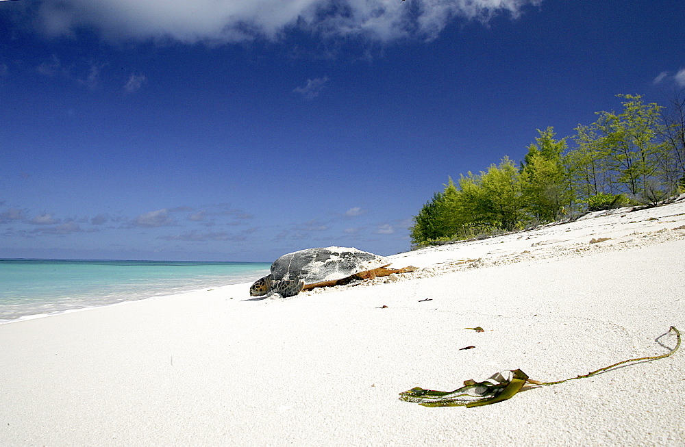 Hawksbill turtle (Eretmochelys imbricata) - adult female returning to sea after laying eggs in the sand. Bird Island, Seychelles, Indian Ocean   (RR)