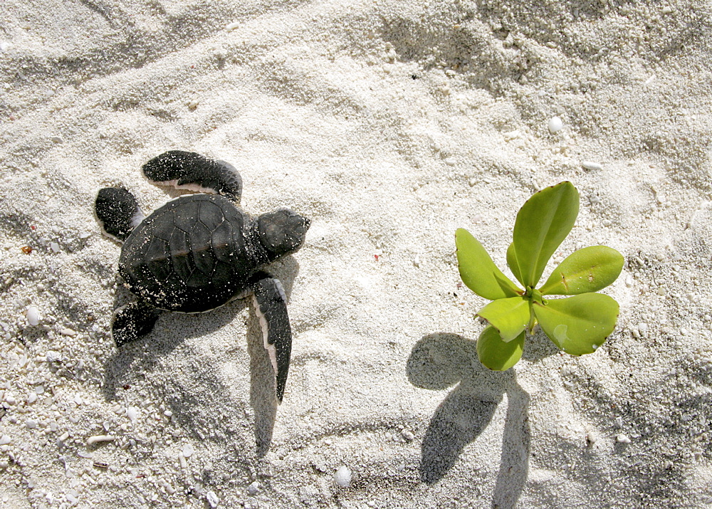 Green turtle (Chelonia mydas) hatchling, only a few hours old, returning to the sea. Bird Island, Seychelles, Indian Ocean    (RR)  