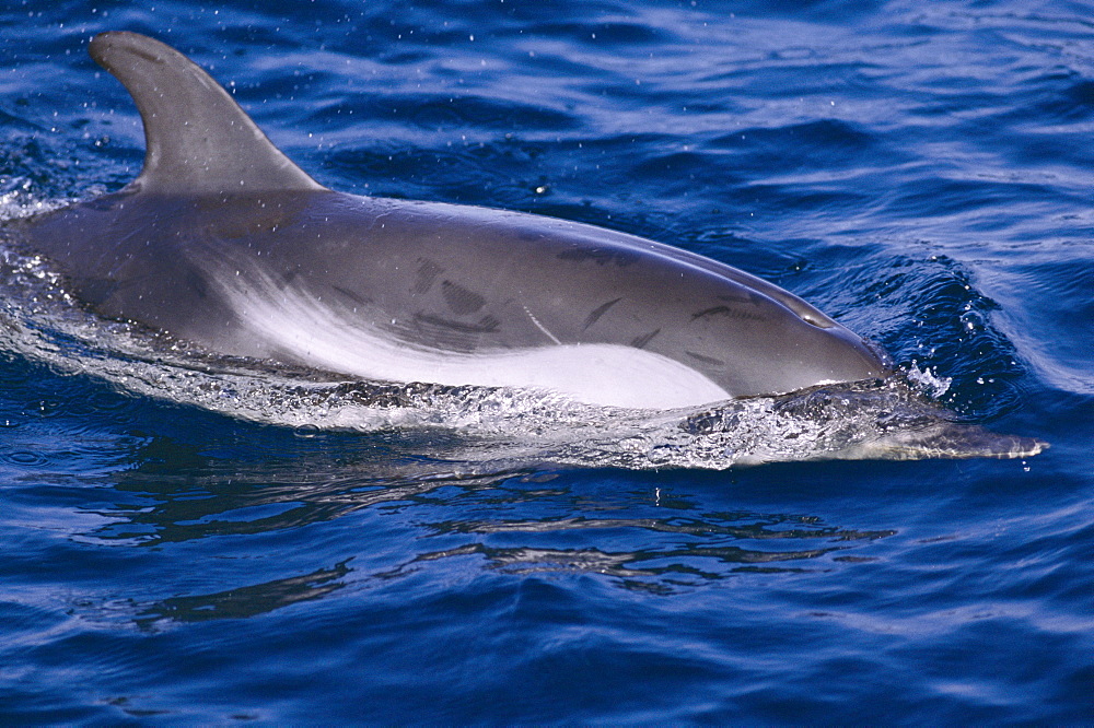 Striped dolphin (Stenella coeruleoalba). Gibraltar