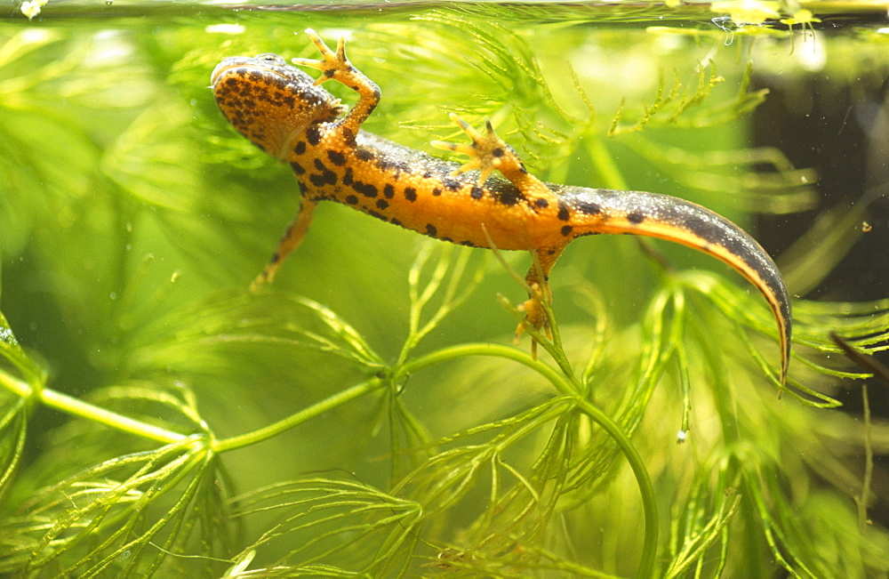 Great crested newt (Triturus cristatus) juvenile male foraging in Hornwort (Ceratophyllum demersum). Avon, UK.