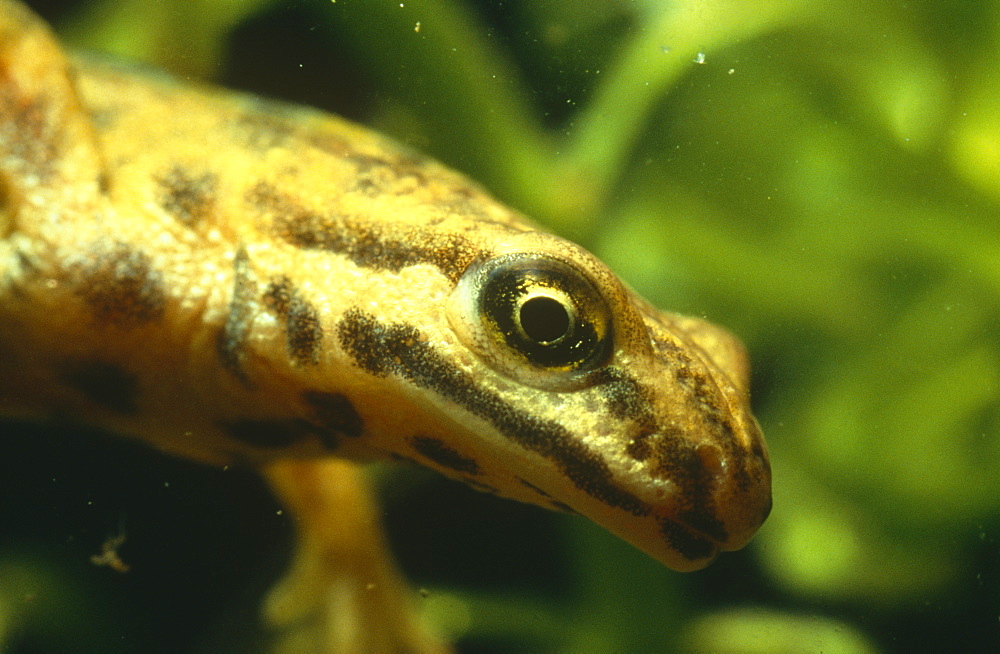 Smooth newt male (Triturus vulgaris).  Close up shot of head showing sensory pores in skin.  Avon, UK.