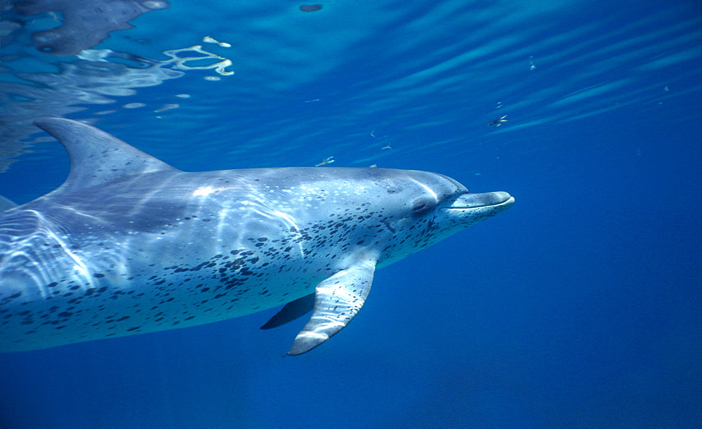 Atlantic spotted dolphin (Stenella frontalis) just under the surface. Bimini, Bahamas.