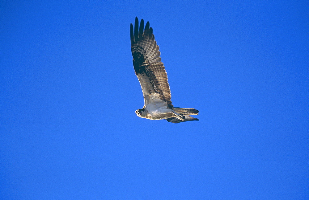 Osprey hunting.  Biosphere Reserve for Osprey nest site.  San Ignacio, Baja, Mexico.