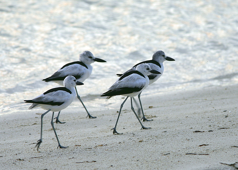 Crab plovers (Dromas ardeola) moving along waters edge in late evening to roosting grounds. Bird Island, Seychelles, Indian Ocean   (RR)  