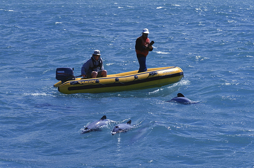 New Zealand Whale and Dolphin Trust working with Hectors dolphins (Cephalorhynchus hectori) Akaroa, South Island: New Zealand.