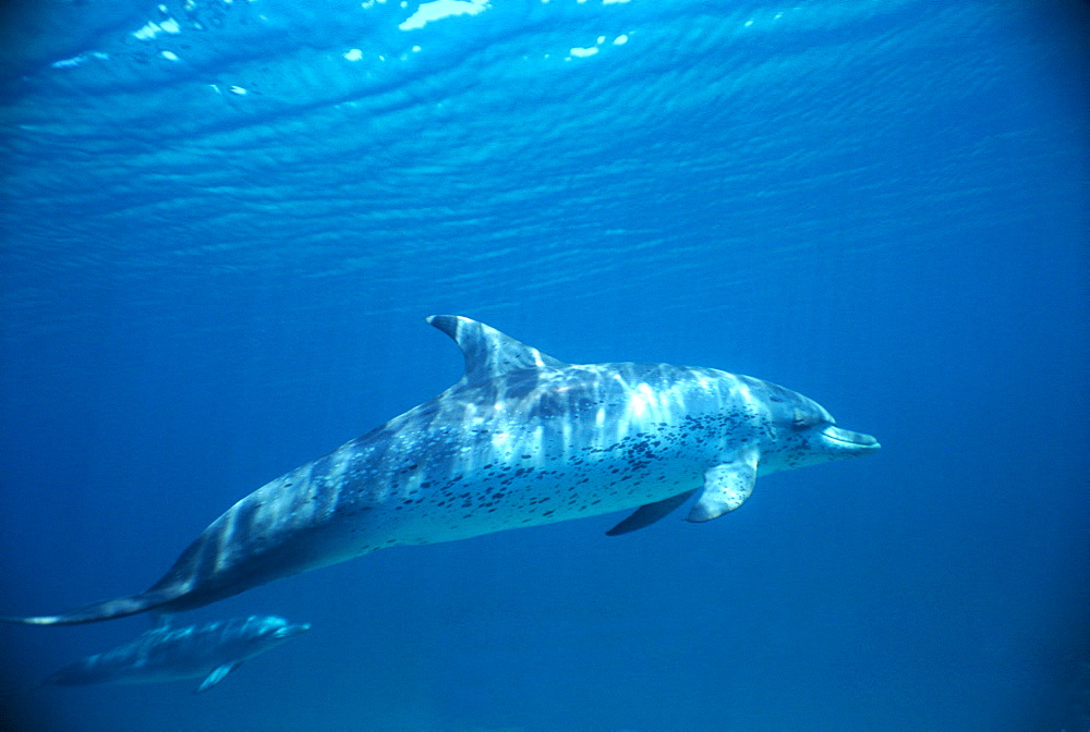 Atlantic spotted dolphin (Stenella frontalis). Bimini, Bahamas