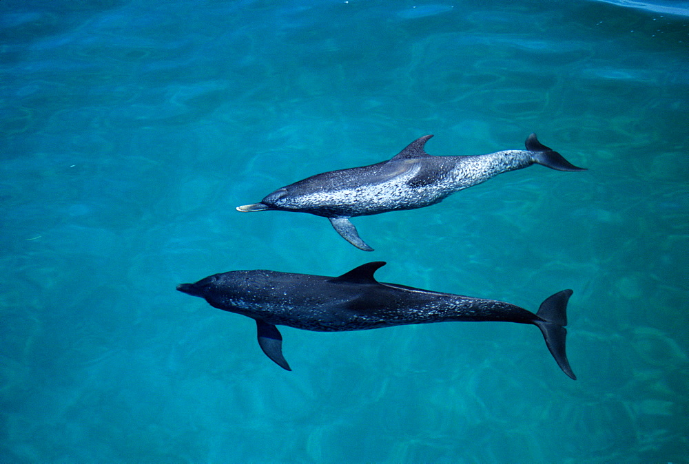 Atlantic spotted dolphins (Stenella frontalis). Very old animal. Bimini, Bahamas.