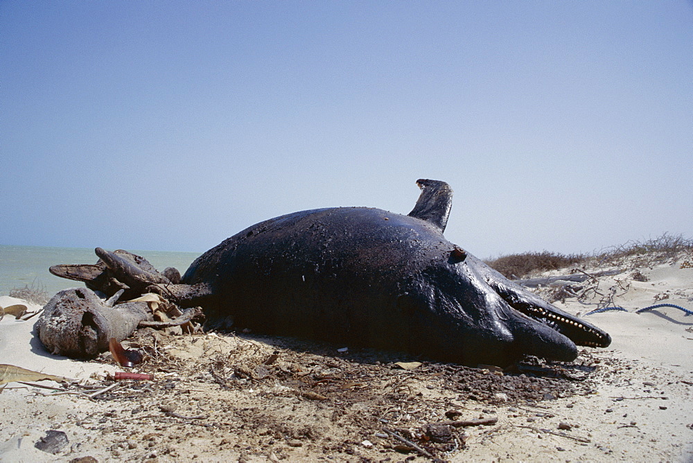 Bottlenose dolphin and Finless porpoise washed up dead on a beach. Netting from fishing gear that killed them was still attached to their tails. Arabian Gulf, UAE