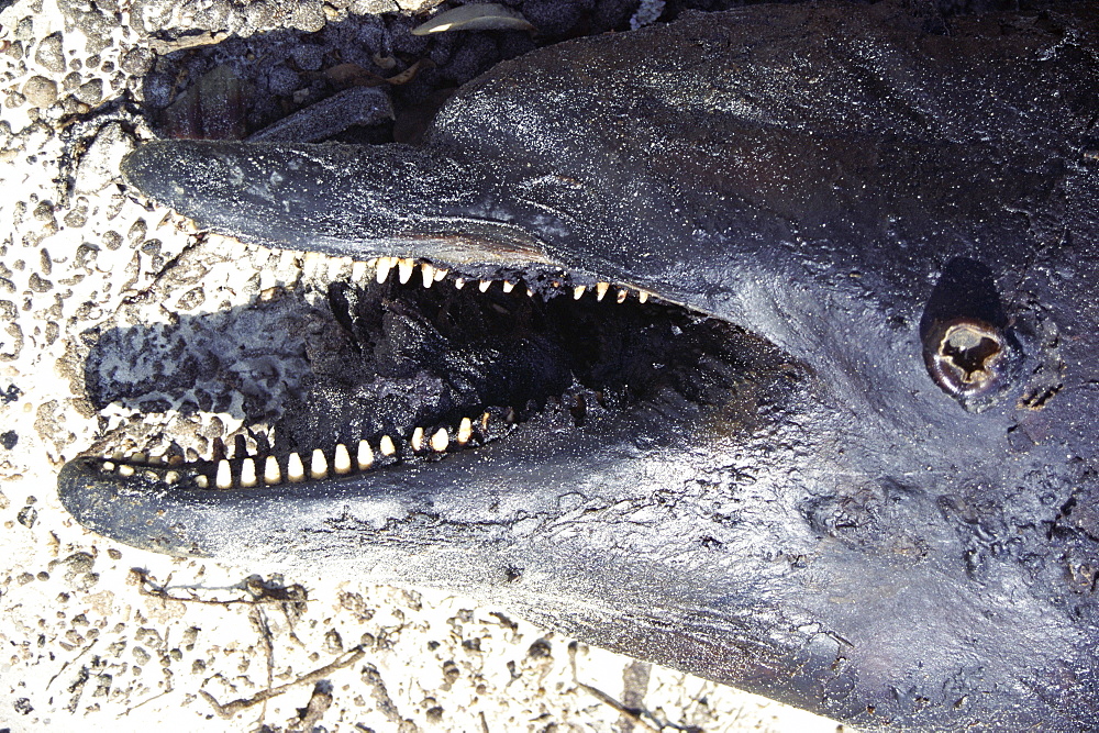 Bottlenose dolphin (Tursiops truncatus aduncus) washed up dead on a beach. Sharp teeth visible. Arabian Gulf, UAE.