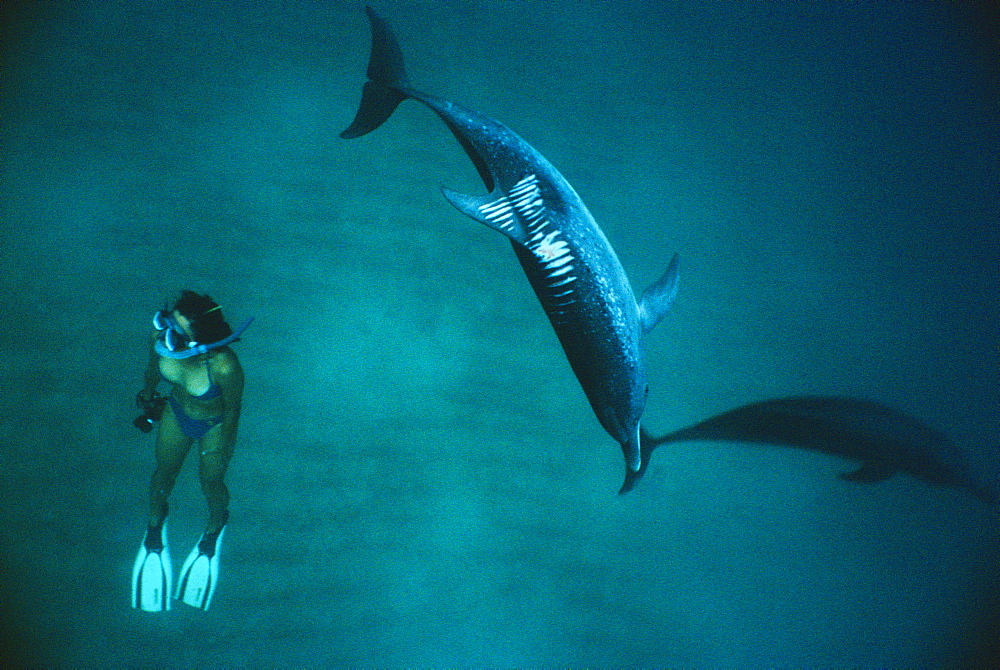 Propeller cuts on adult Atlantic spotted dolphin (Stenella frontalis) - open wound. Bimini, Bahamas