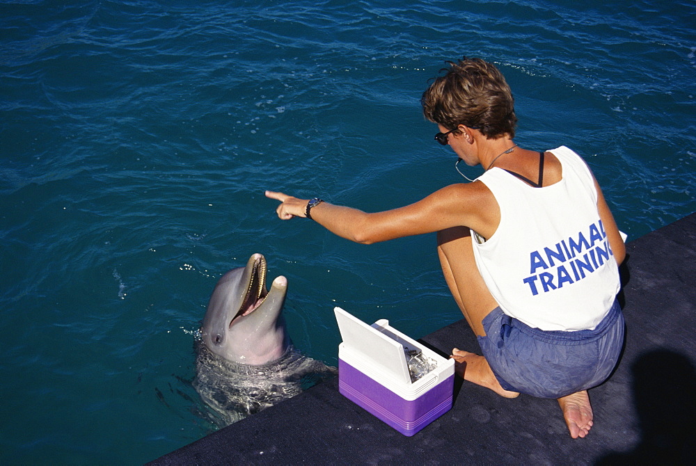 Bottlenose dolphins (Tursiops truncatus) and trainer. Being fed in an enclosure. Bahamas.