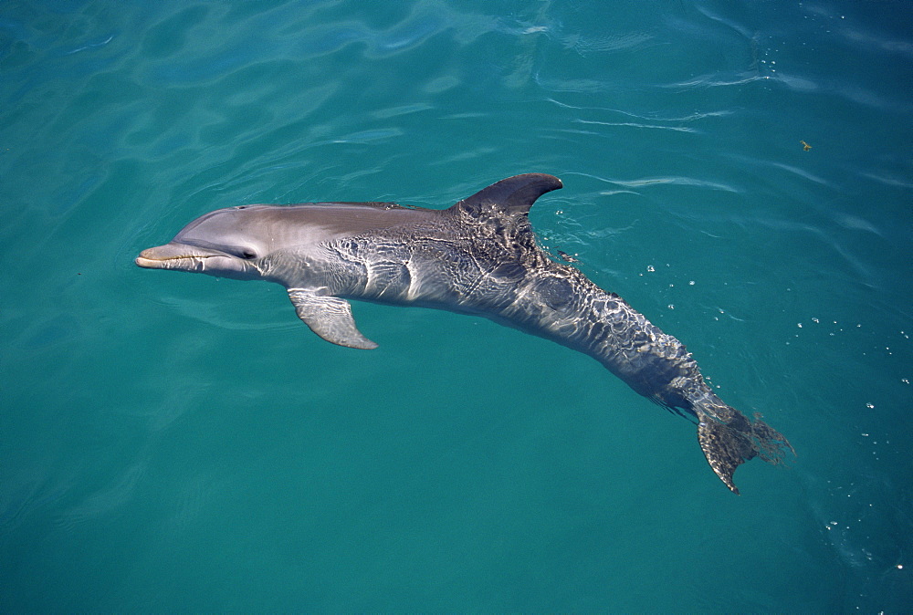 Bottlenose dolphin (Tursiops truncatus) on surface. Showing fins and blowhole. USA