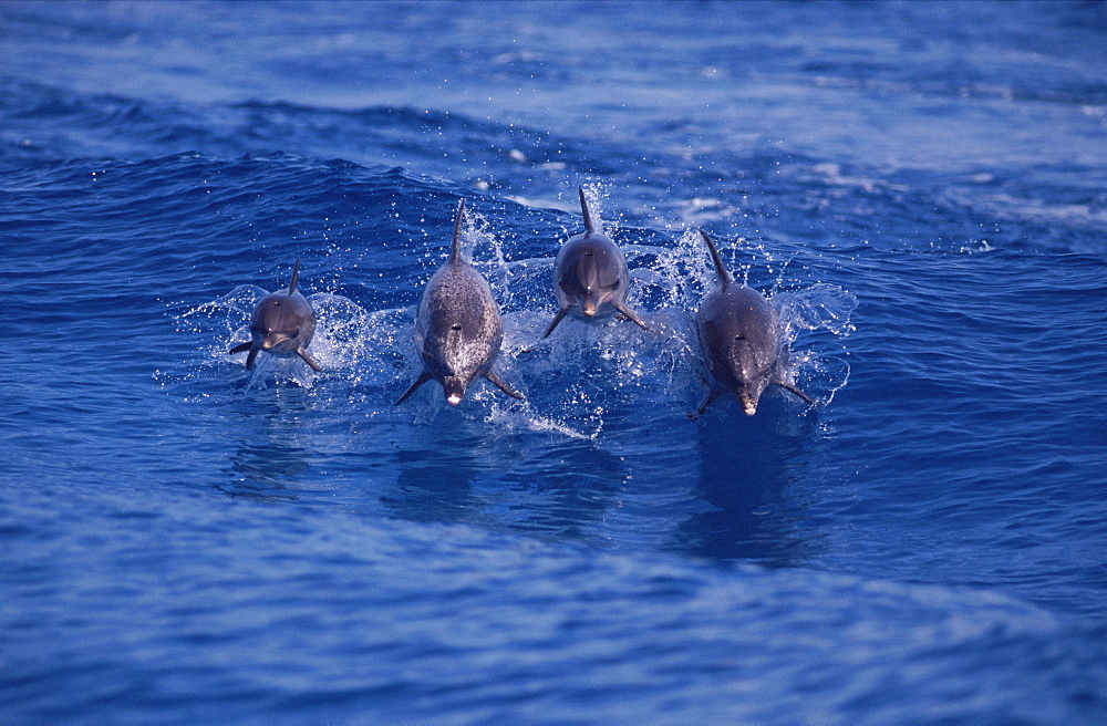 Atlantic spotted dolphins (Stenalla frontalis) surfing - two mothers with their young. Spots only appear after one year of age. Bimini, Bahamas.