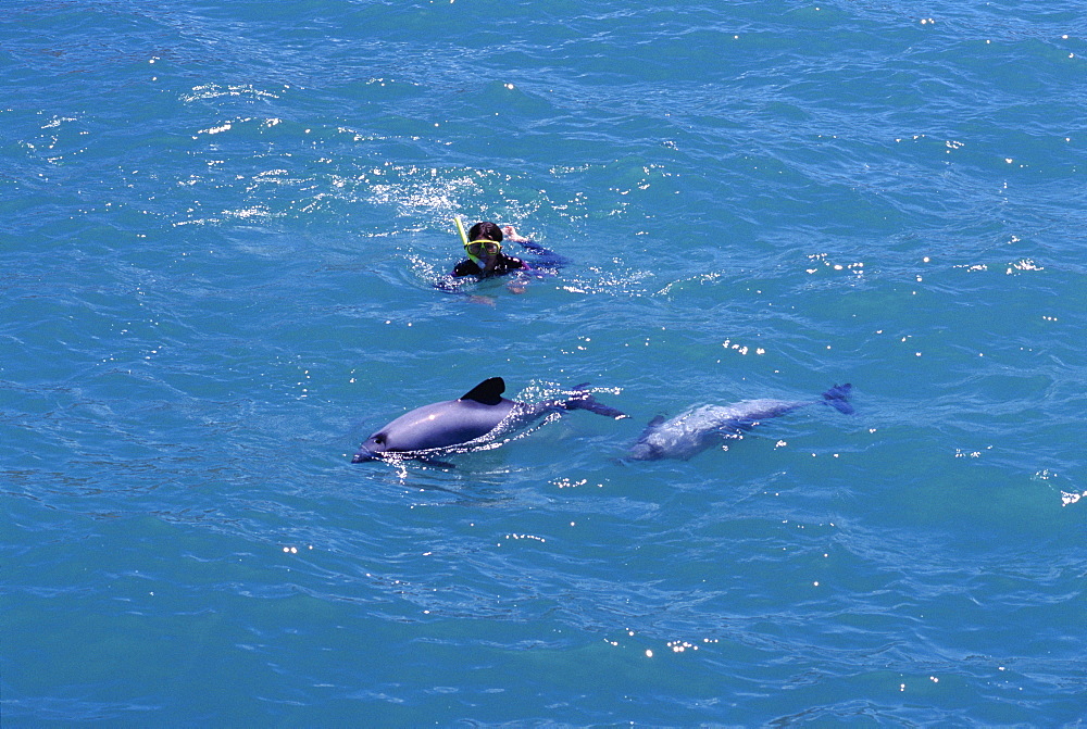 Hector's dolphins (Cephalorhynchus hectori) by swimmer. Akaroa, New Zealand.