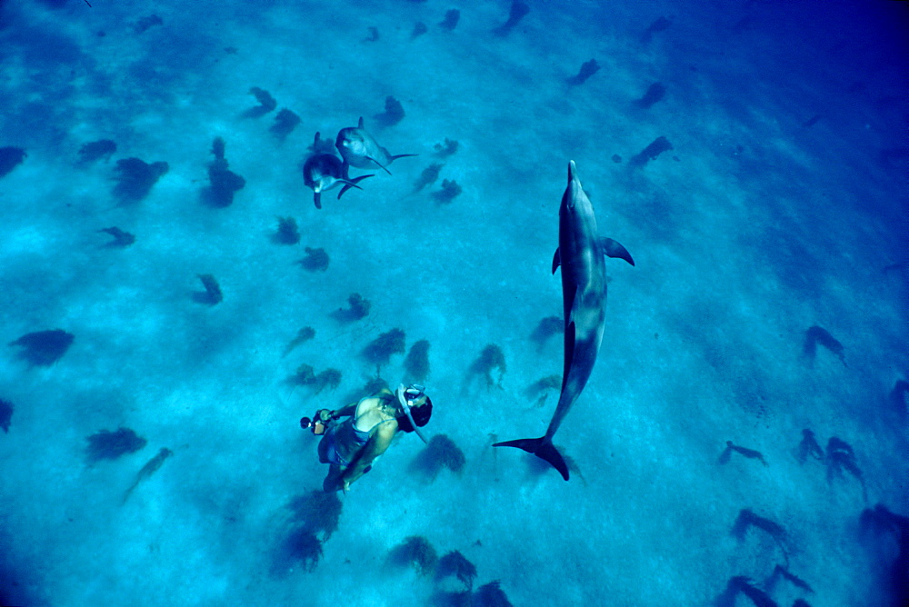 Free diving with Atlantic spotted dolphins (Stenella frontalis) in clear waters off Island of Bimini. Here dolphins come to rest and socialist between feeding sessions. Isla