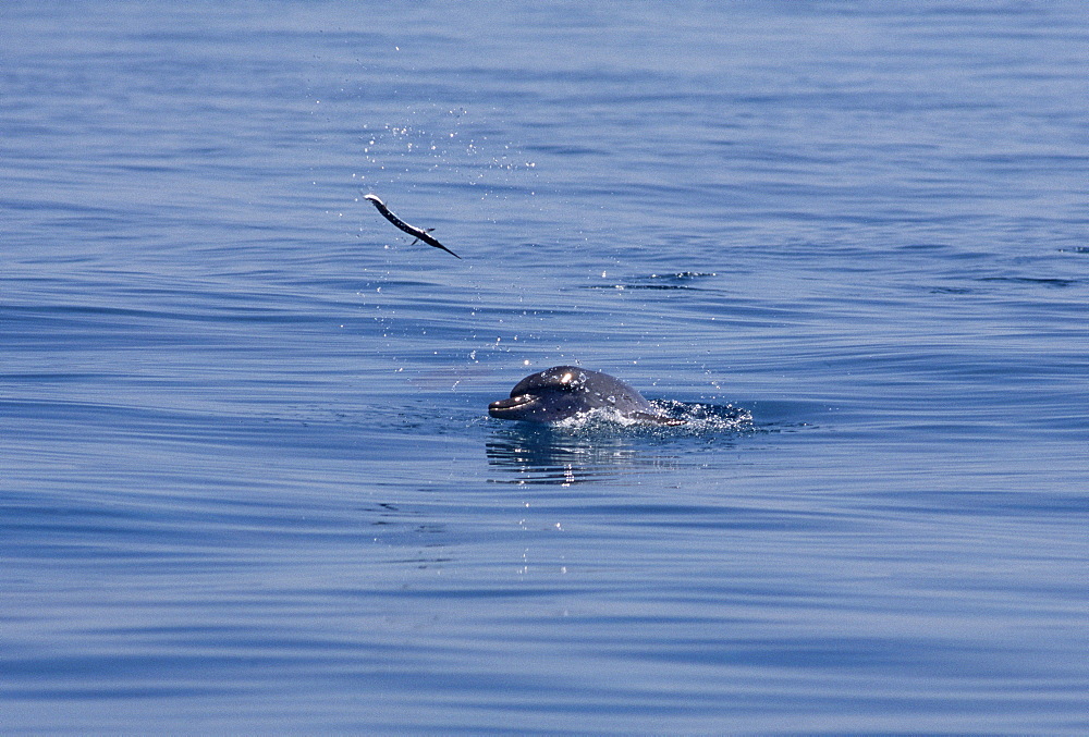 Atlantic spotted dolphin (Stenella frontalis). Playing with fish. Bimini, Bahamas.