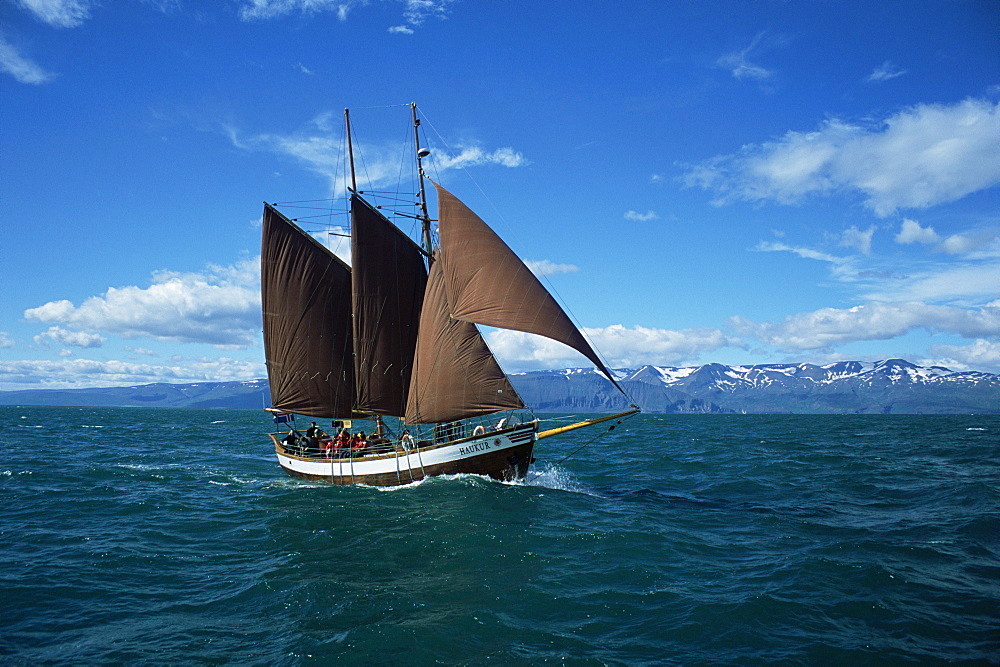 Whale watching vessel, run by North Sailing. Husavik, Iceland