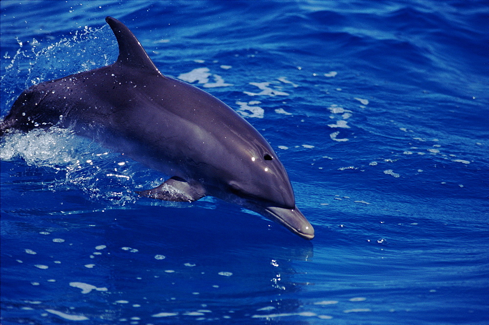 Young Atlantic spotted dolphin (Stenella frontalis). Bimini, Bahamas