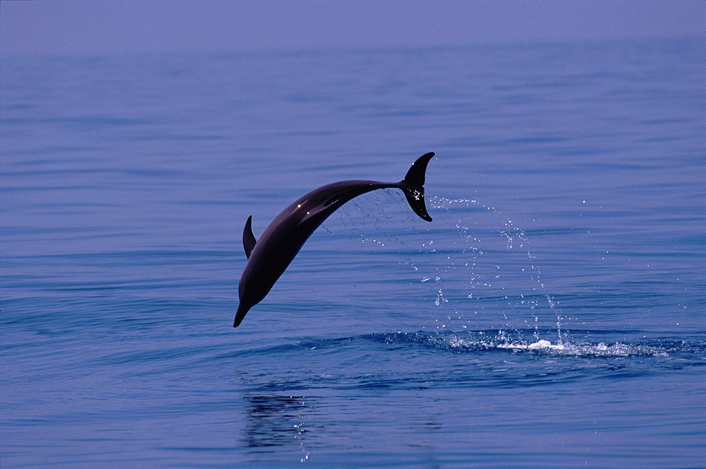 Atlantic spotted dolphin (Stenella frontalis) jumping. Bimini, Bahamas.