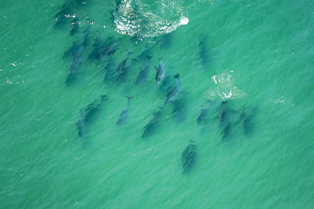 Bottlenose dolphins (Tursiops truncatus)  nursery group of lots of young.  Walker Bay, South Africa