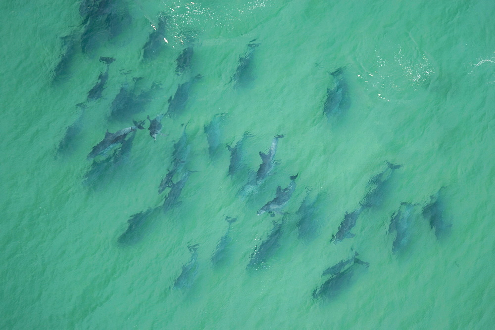 Bottlenose dolphins (Tursiops truncatus)  nursery group of lots of young.  Walker Bay, South Africa