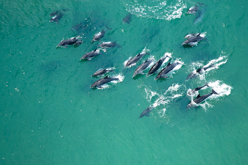 Bottlenose dolphins (Tursiops truncatus)  nursery group of lots of young.  Walker Bay, South Africa