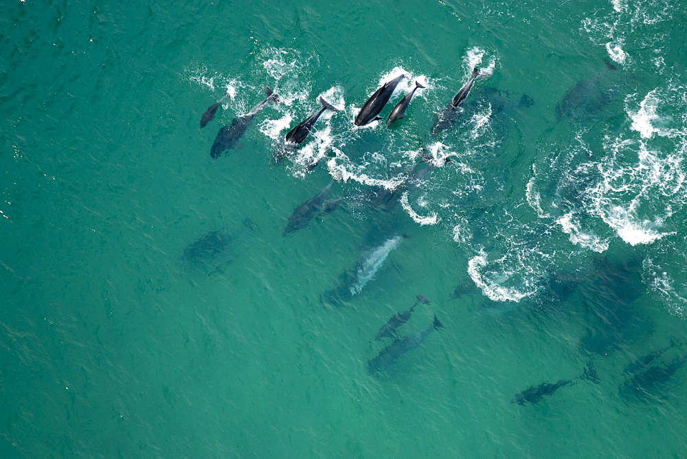 Bottlenose dolphins (Tursiops truncatus)  nursery group of lots of young.  Walker Bay, South Africa