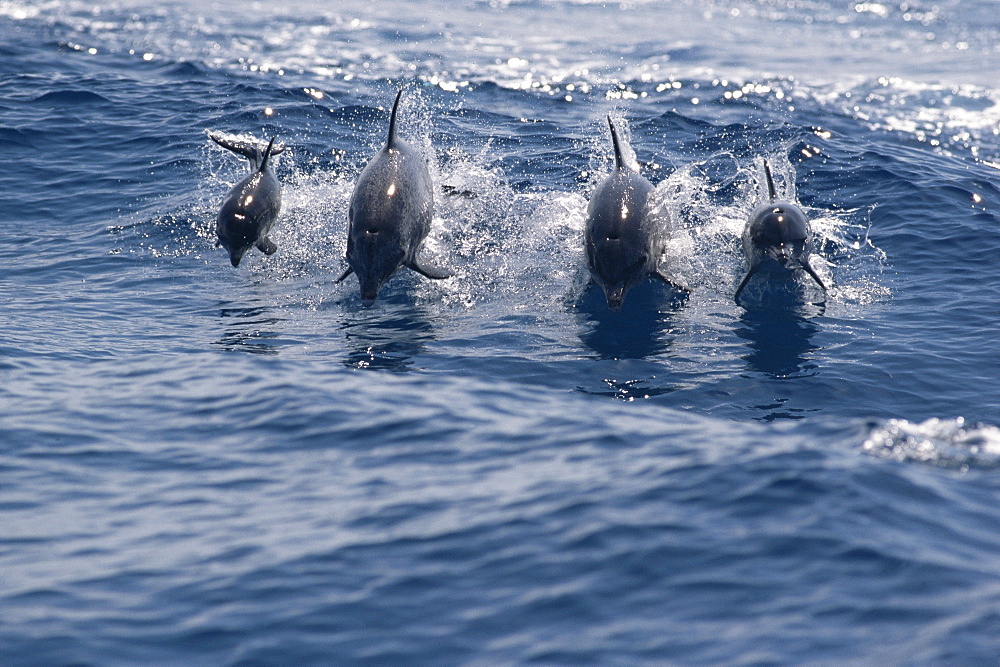 Family group of Atlantic spotted dolphins (Stenella frontalis) jumping above waves, Bahamas