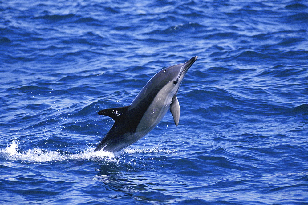 Common dolphin (Delphinus delphis) breaching on its side.
Gibraltar Bay, Gibraltar