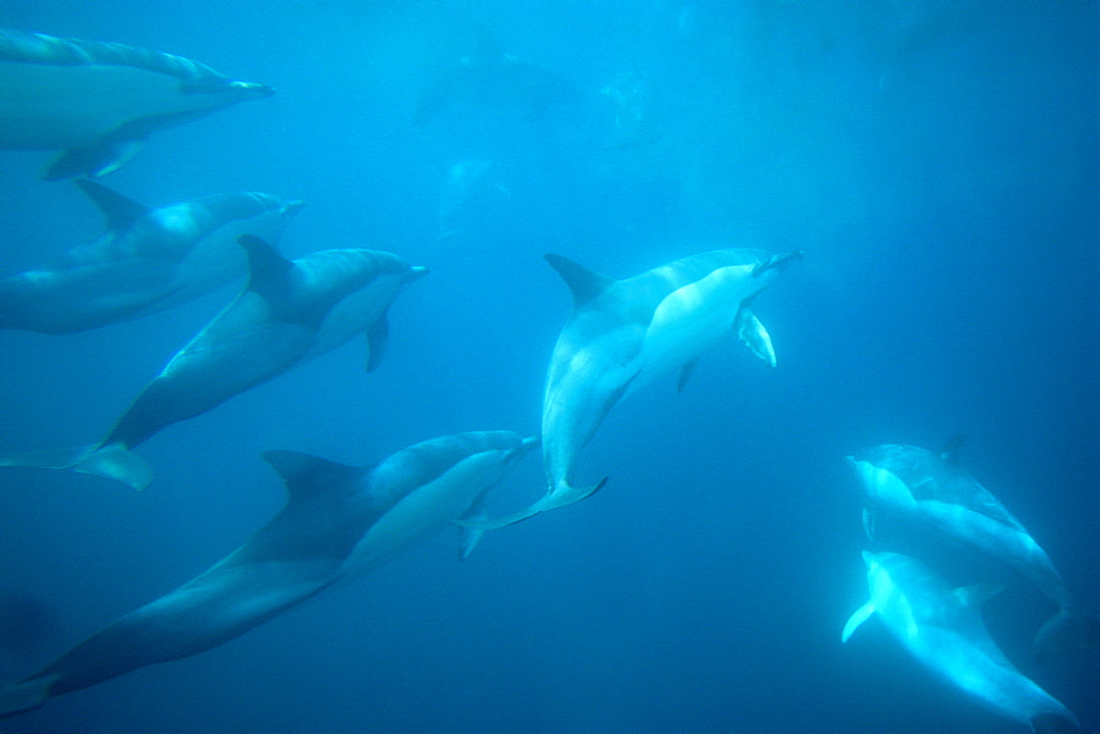 Common dolphins (Delphinus delphis). Social group underwater. Gibraltar Bay.