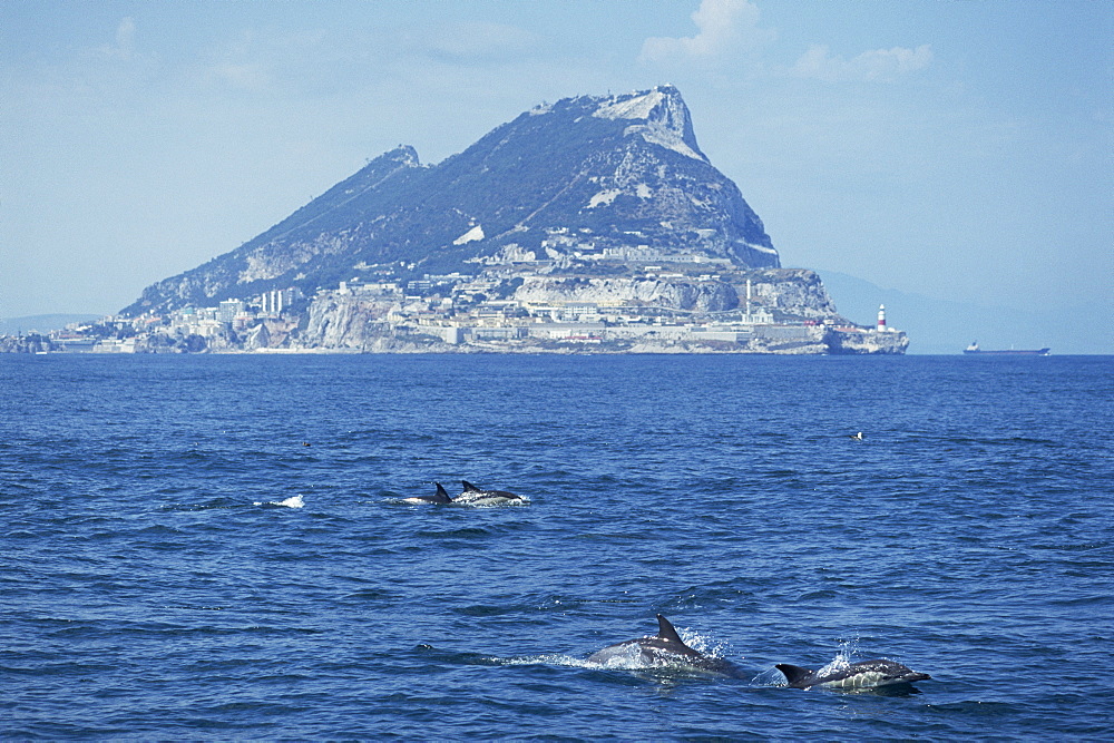 Common dolphins (Delphinus delphis) surfacing, Gibraltar Rock in the background