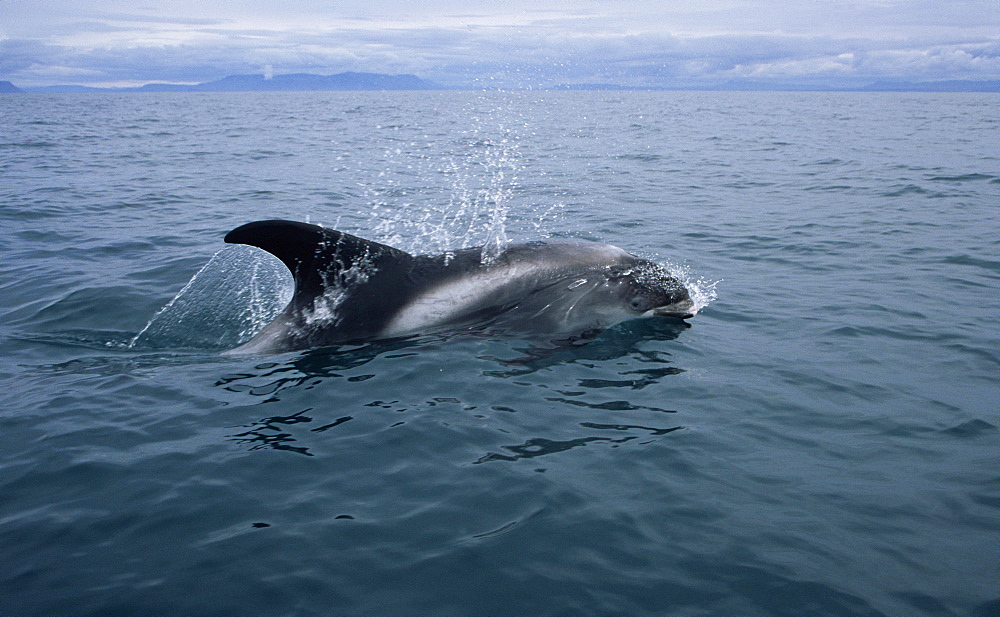 White-beaked dolphin (Lagenorhynchus albirostris). Icelandic coast.