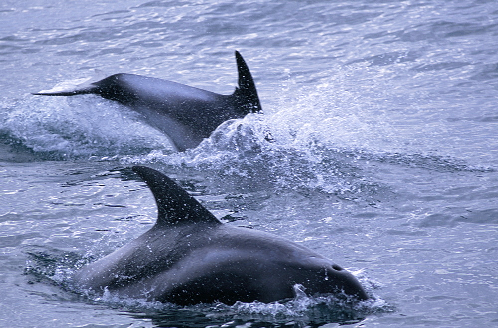 White-beaked dolphins (Lagenorhynchus albirostris) surfacing at speed near Reykjavik, Iceland