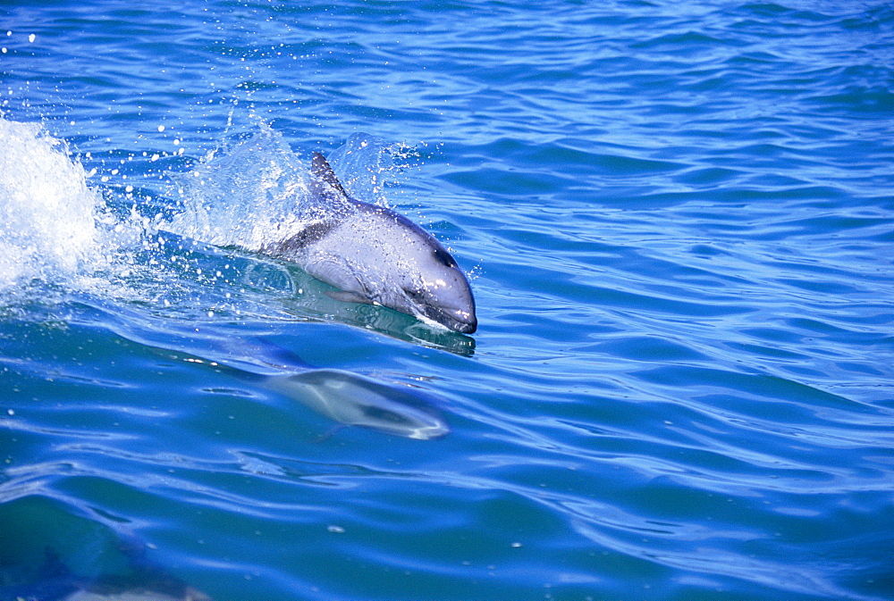 Heaviside's dolphin ( Cephalorhynchus heavisidii) surfing. Lamberts Bay, South Africa