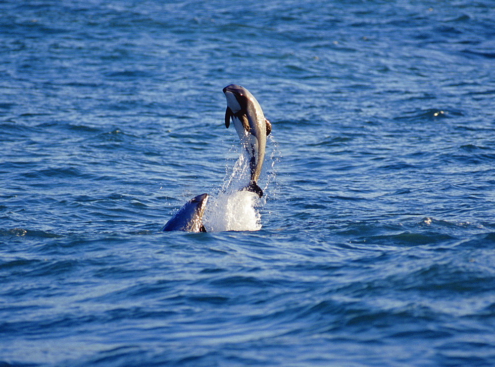 Hector's dolphin (Cephalorhynchus hectori) leaping. Akaroa, New Zealand.