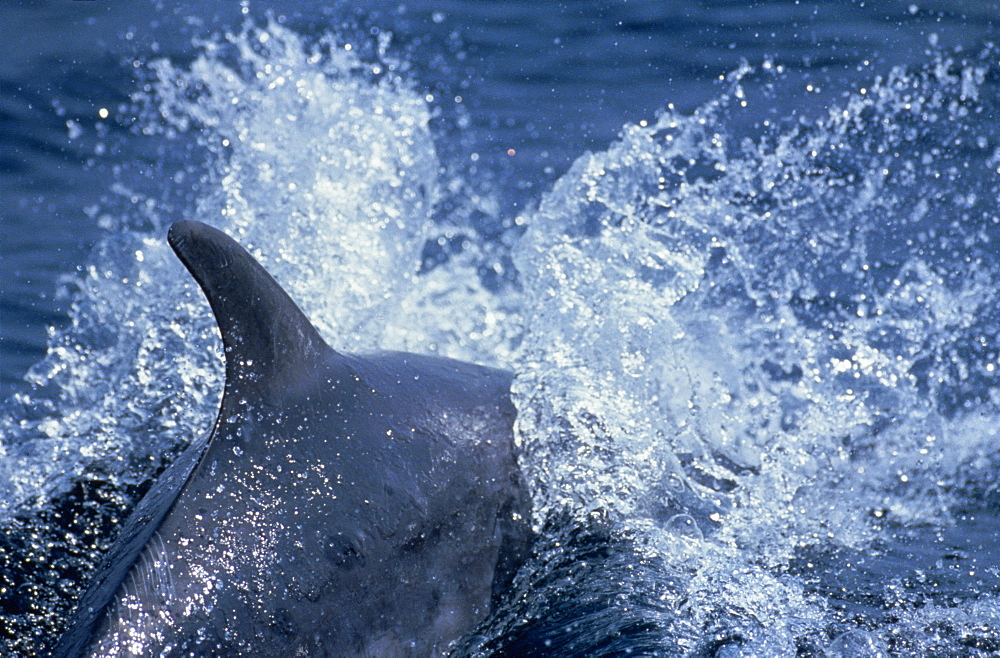 Bottlenose dolphin surfacing (Tursiops truncatus). Gibraltar.