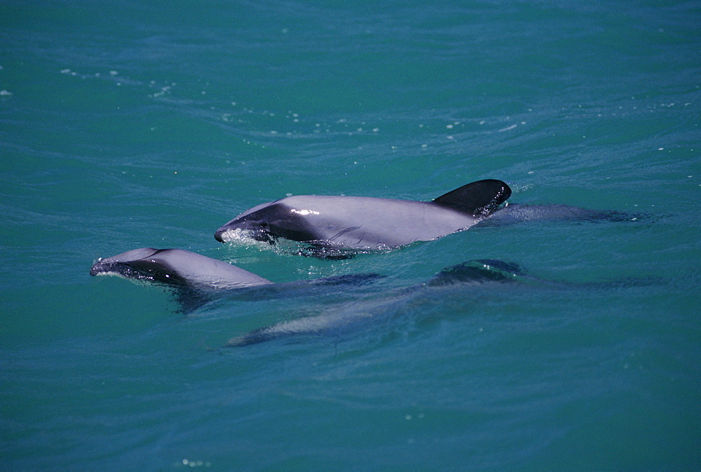 Hector's dolphin (Cephalorhynchus hectori) - mother and calf at surface, Akaroa, New Zealand.