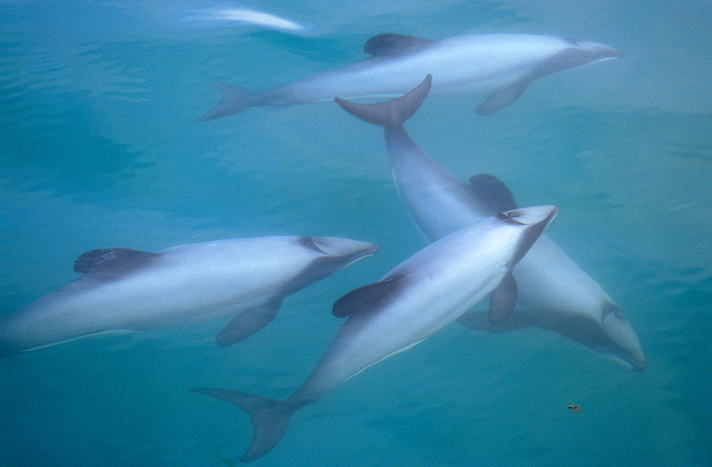 Hector's dolphin (Cephalorhynchus hectori) thru' the surface. Akaroa, New Zealand.