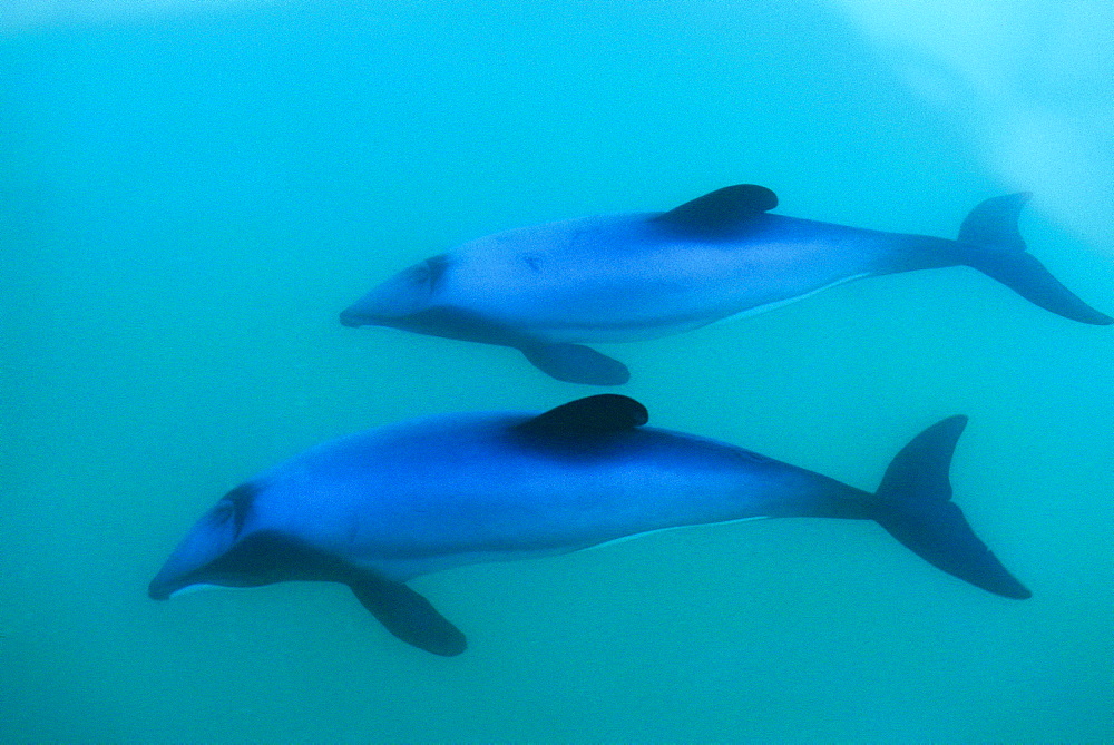 Hectors dolphin (Cephalorhynchus hectori) - mother and juvenile. Akaroa, New Zealand