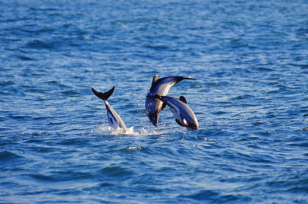 Hectors dolphins (Cephalorhynchus hectori) leaping at dawn. Possibly males trying to out compete each other by jumping the highest instead of fighting. Akaroa, New Zealand