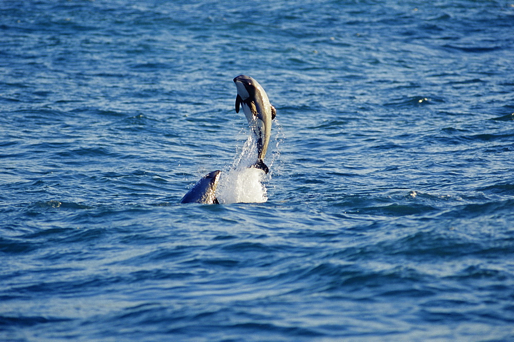 Hector's dolphins leaping (Cephalorhynchus hectori) Akaroa, South Island, New Zealand