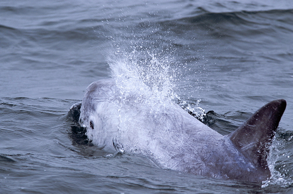 Risso's dolphin (Grampus griseus) with its eye and blow visible and characteristic scarring over its body and dorsal fin. Hebrides, Scotland. 