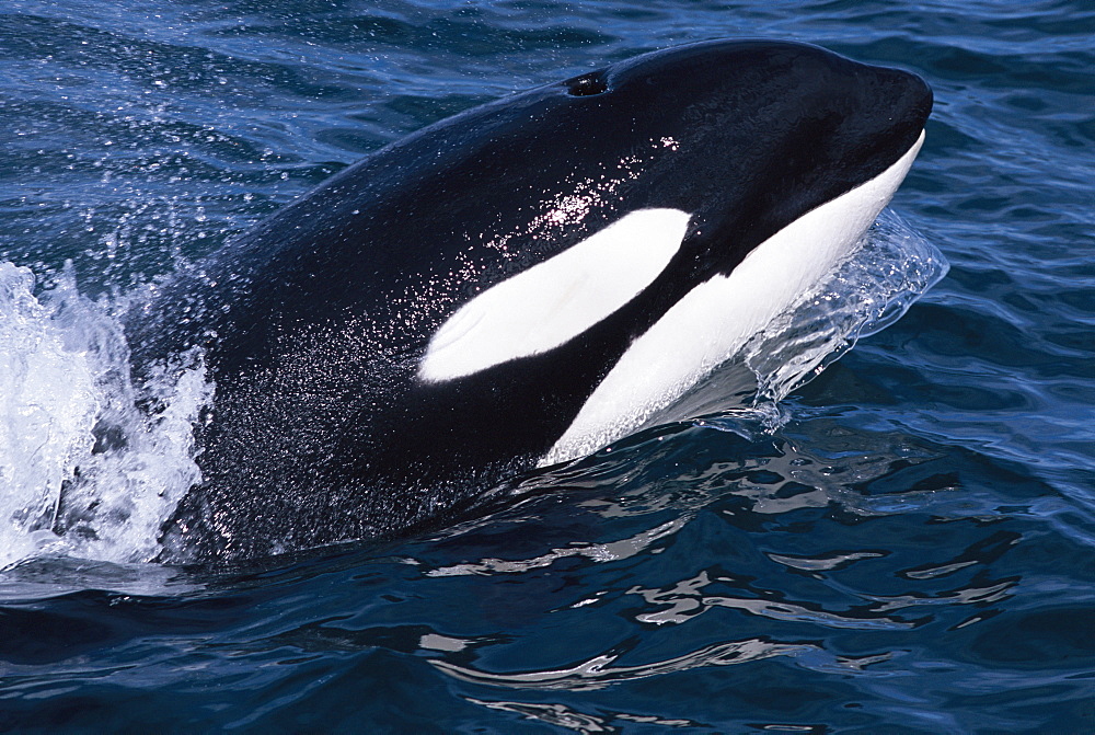 Killer whale (Orcinus orca) surfacing at speed, with eye visible under white eye patch. Snaefellsness Peninsular, Iceland.