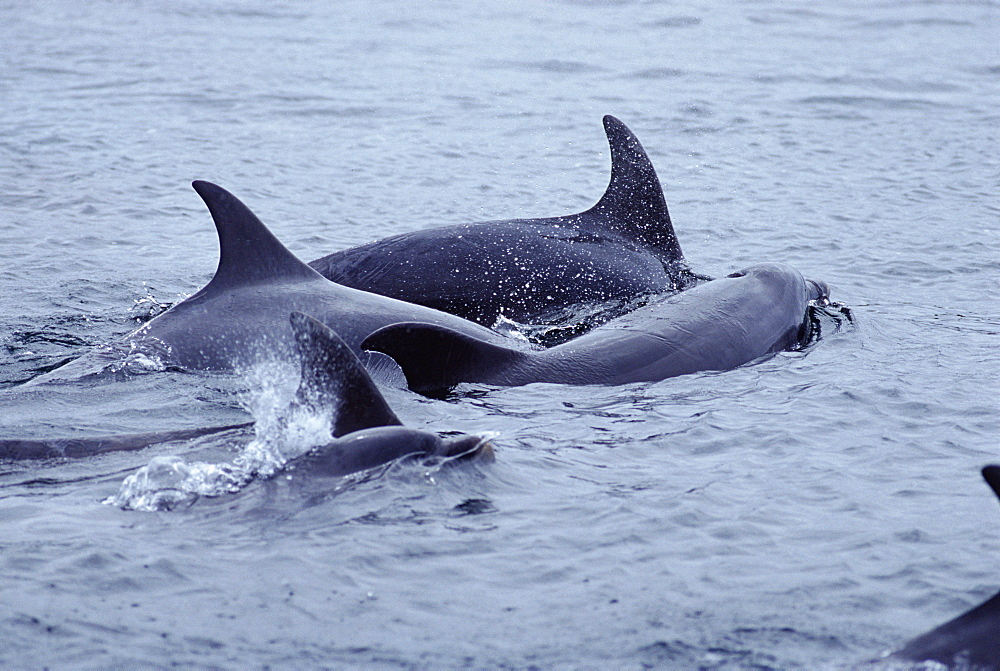 Bottlenose dolphin (Tursiops truncatus). Social group. Hebrides, Scotland.