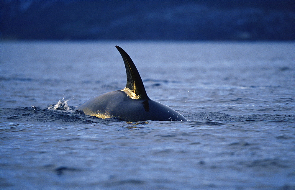 Killer whale (Orcinus orca) with mid-winter sun reflecting on dorsal fin. Mid-winter in Tysfjord, Norway